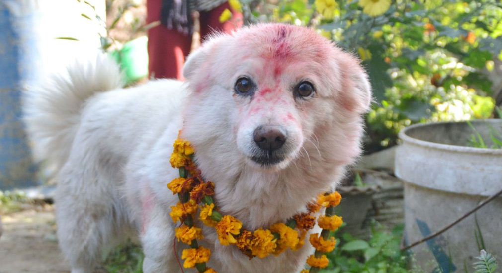 कुकुर तिहार